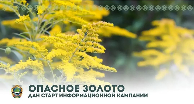Стартовала информационная кампания «Опасное золото»